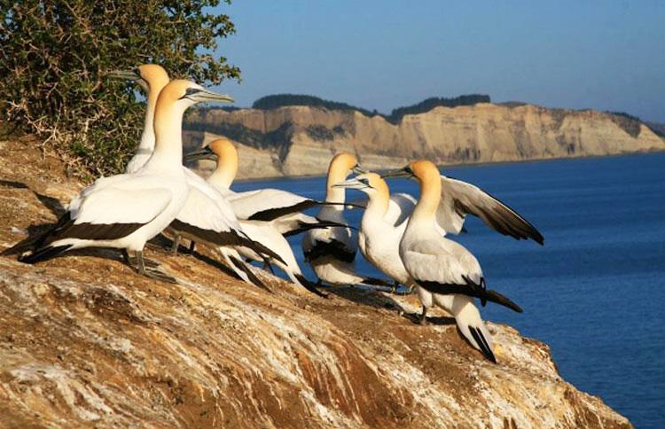 cape kidnappers