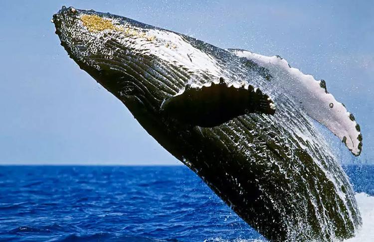 Whales in Kaikoura