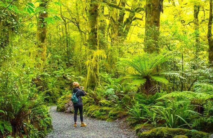 Hobbit Hiking Track