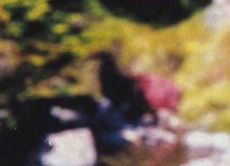 Paddy's Photograph of Moa