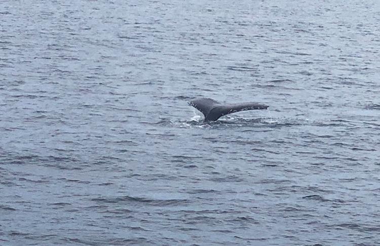 Humpback Whale