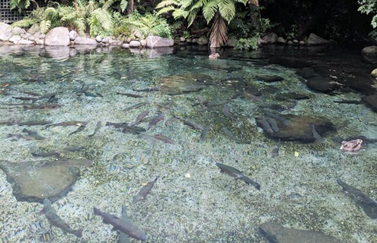 Trout