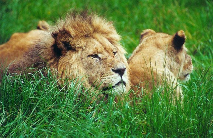 Rotorua Lions 