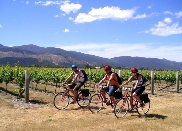 Marlborough Vineyard Cycling