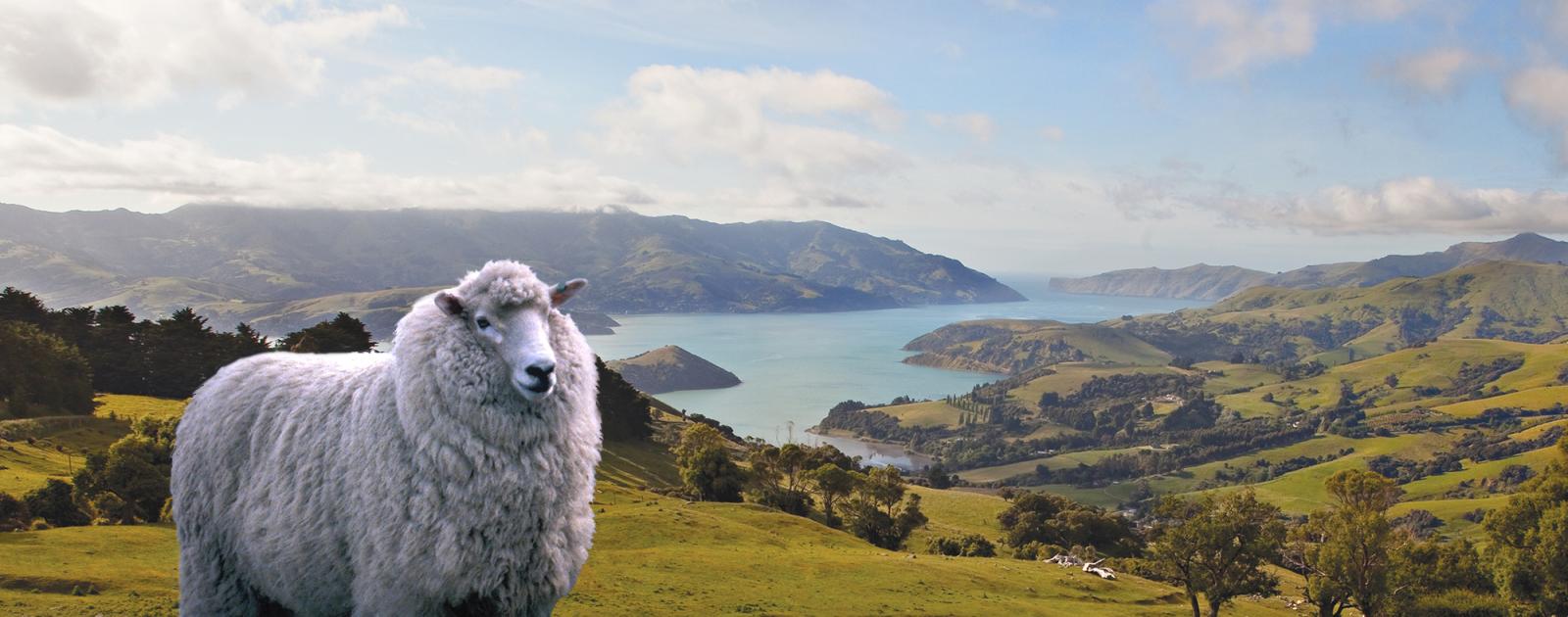 Driving to Akaroa