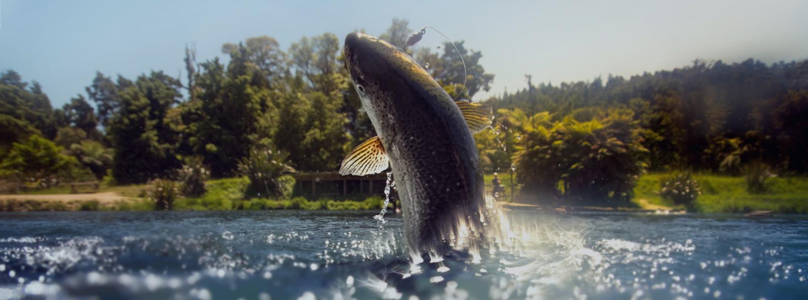 Fly Fishing