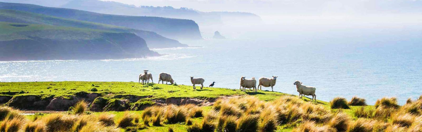 The Classic 14 Day North and South Island Itinerary