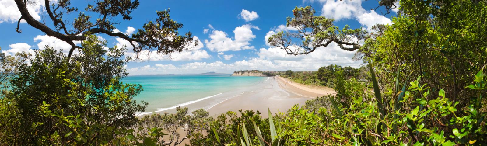 Tree's on Beach