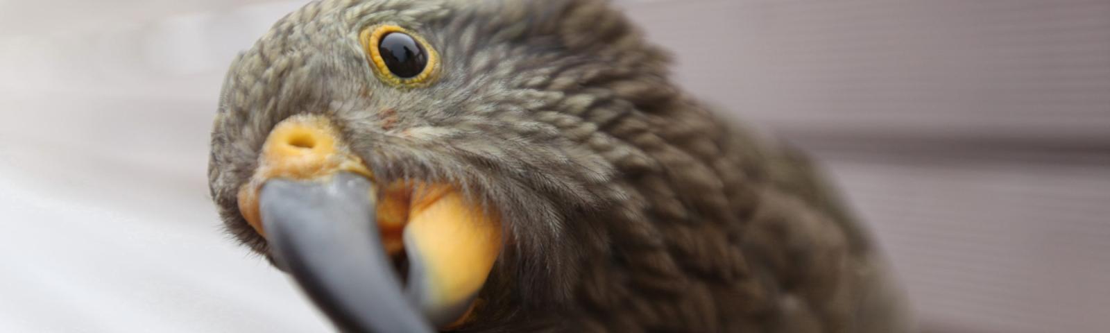 Kea the Naughty New Zealander 