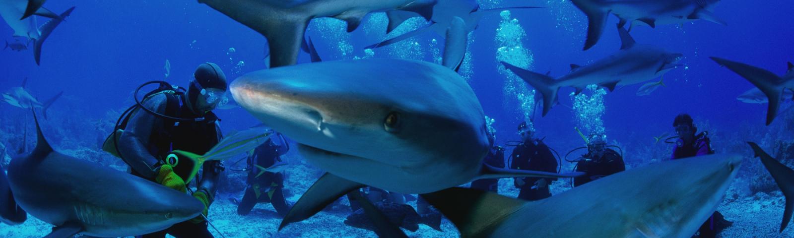 Shark Diving in Fiji