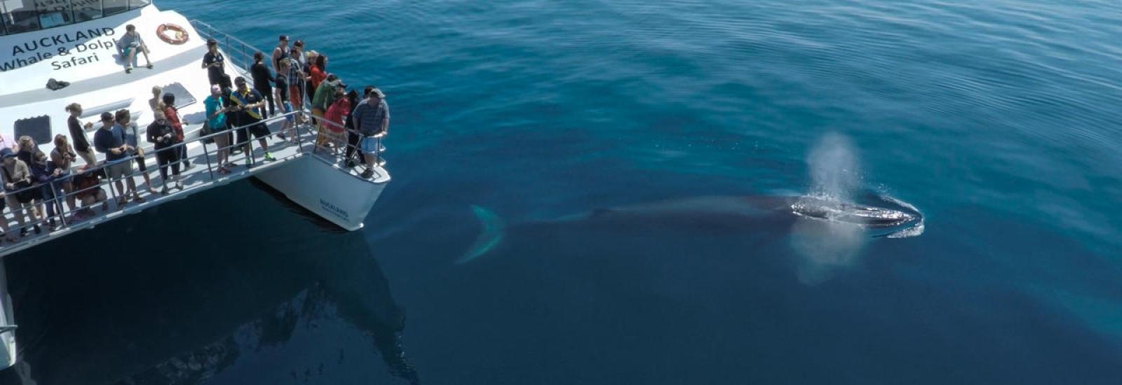 Dolphin and whale encounters in New Zealand