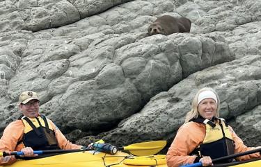 Kayak with seals Abel Tasman