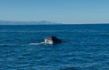 Whale watching