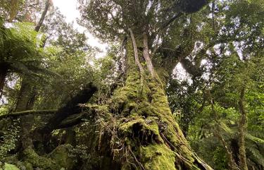 enjoying the rainforest