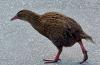 cheeky weka