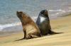 Seals