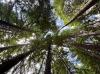 NZ Forest
