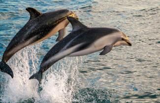 Dolphins Kaikoura