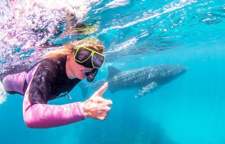 Exmouth Whale and Shark 