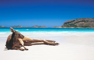 Kangaroo 