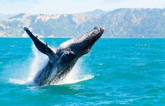 Whale Watching 