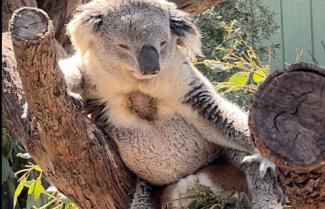 Koala