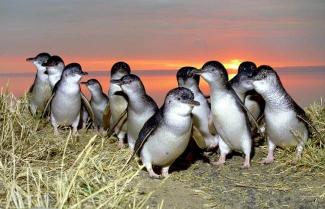 Penguins
