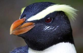 Fiordland Crested Penguin