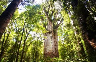 Waipoura Forest