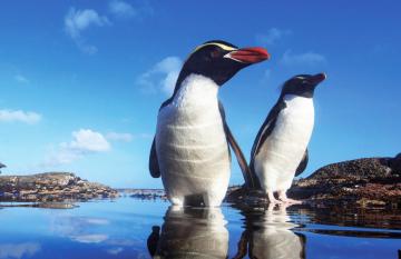 Birding Tours New Zealand