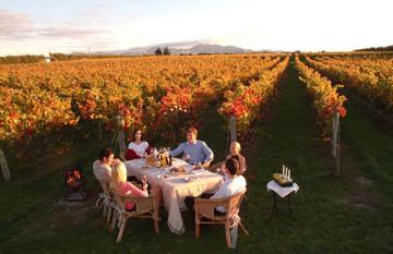 Dining amongst the vines